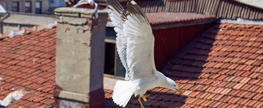 Residential Chimney Animal Removal Solution in Romulus, MI
