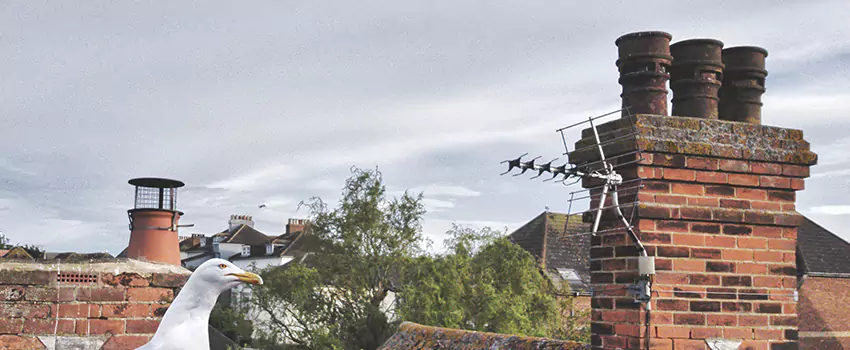 Chimney Cleaning And Restoration in Romulus, Michigan
